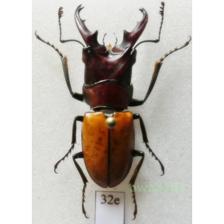 Cyclommatus pahangensis (Nagel, 1936) 33mm Thailand32e